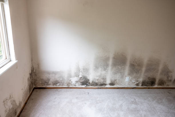 Bellwood, IL Mold Inspection, Removal & Remediation Company